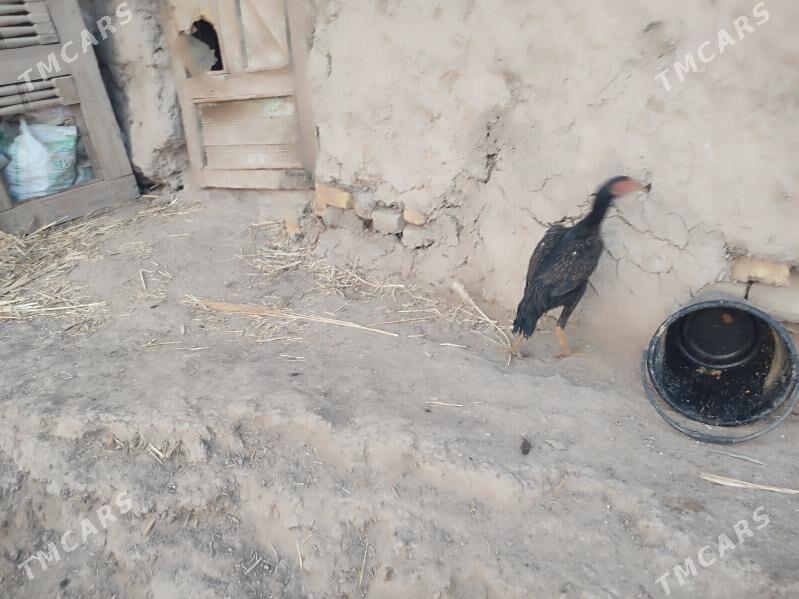 paroda.horazlar. - Гурбансолтан Едже - img 8