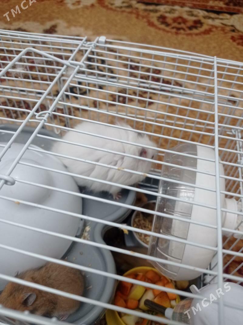 hemsir homyak - Türkmenabat - img 1