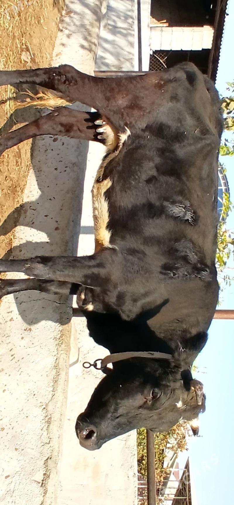 TÜWE - Herrikgala - img 4