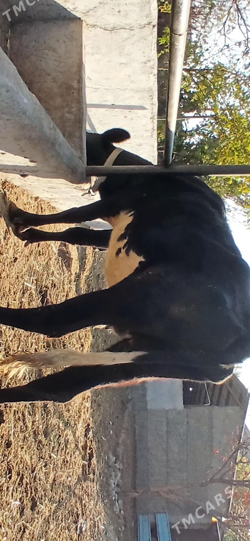 TÜWE - Herrikgala - img 3