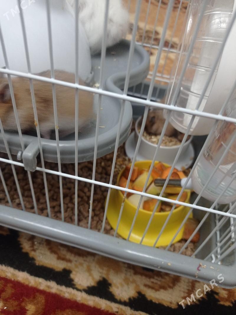 hemsir homyak - Türkmenabat - img 5