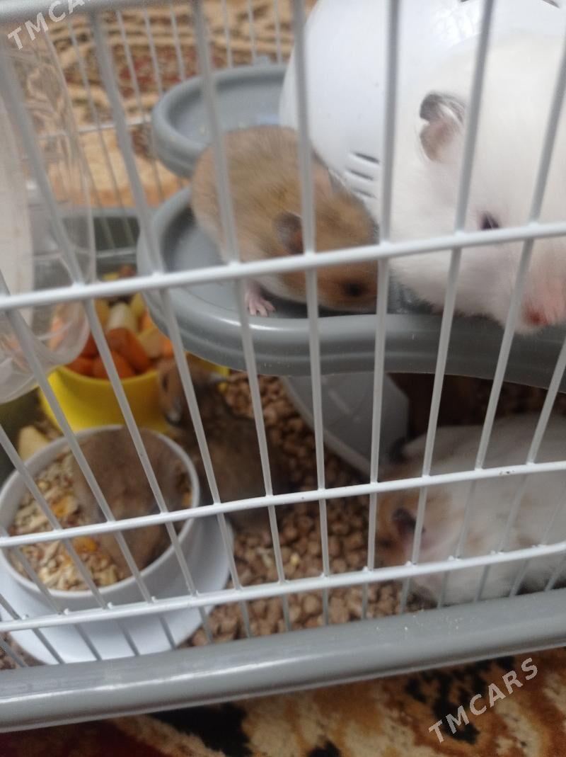 hemsir homyak - Türkmenabat - img 6