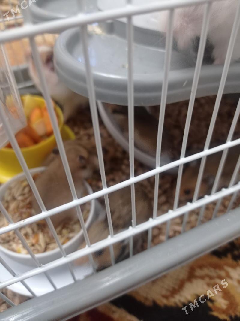 hemsir homyak - Türkmenabat - img 2