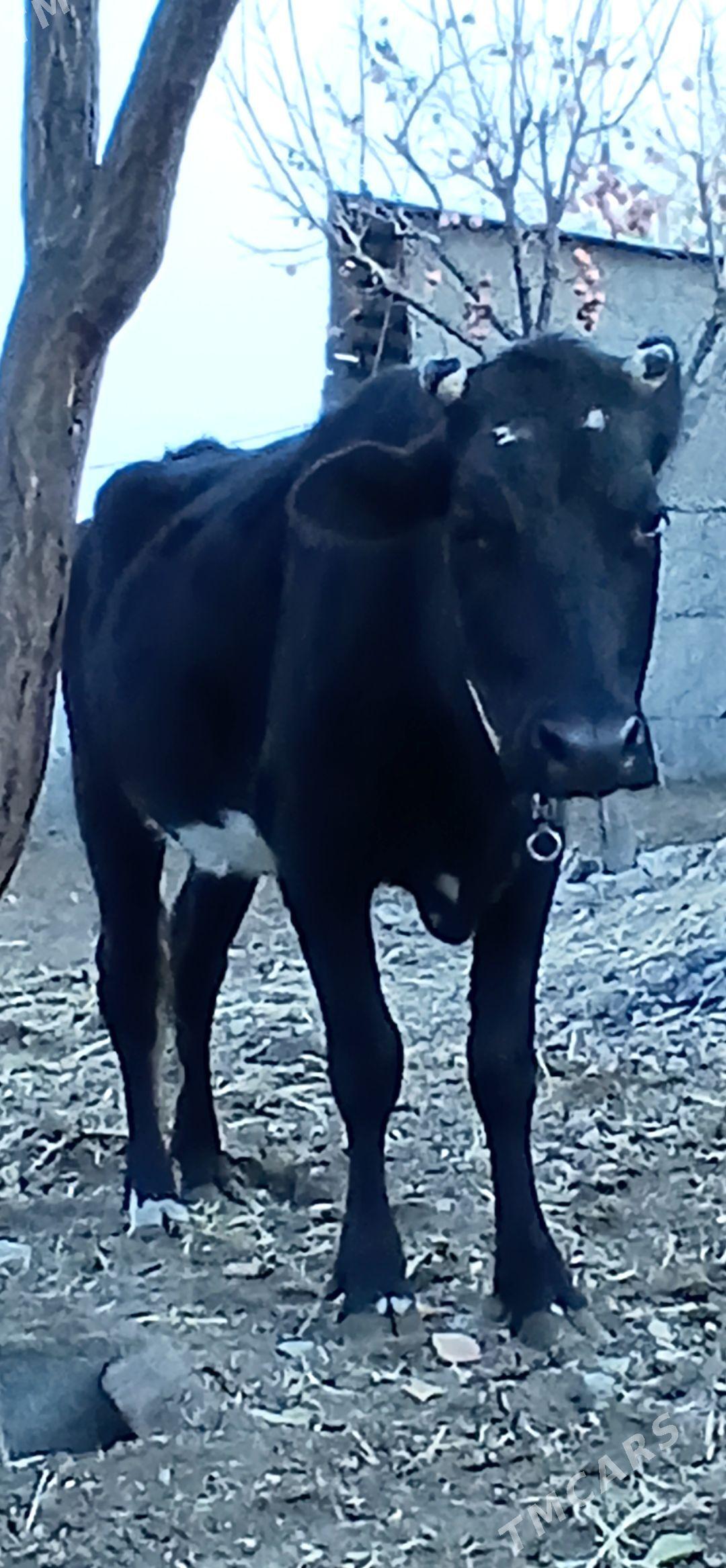 TÜWE - Herrikgala - img 2