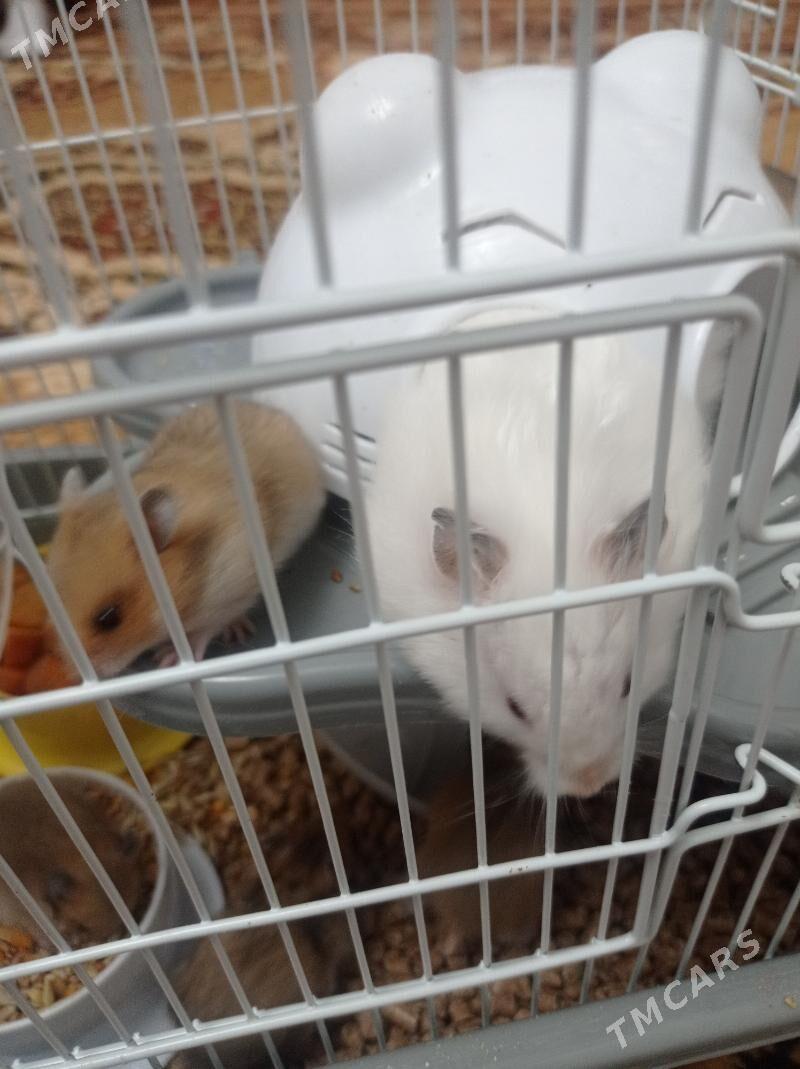 hemsir homyak - Türkmenabat - img 3