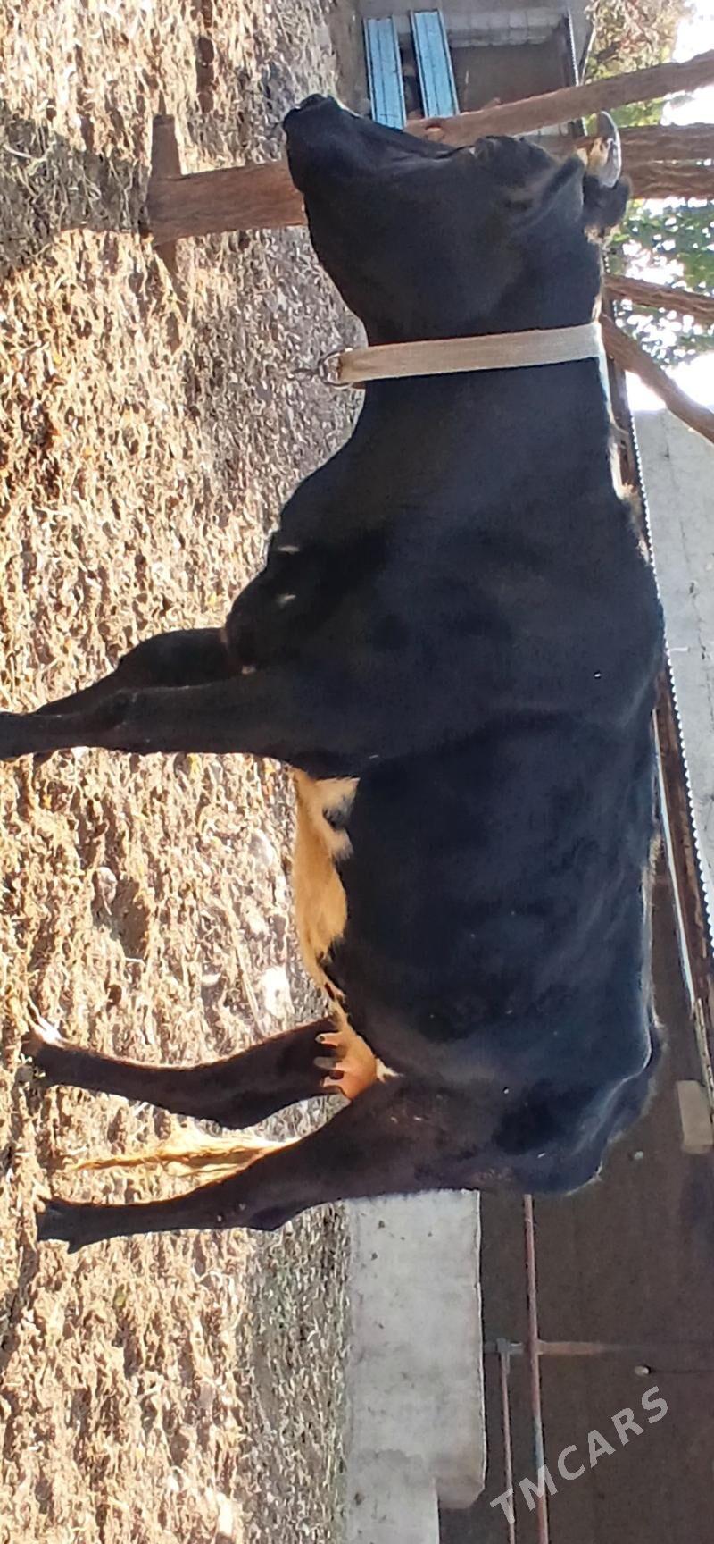 TÜWE - Herrikgala - img 6