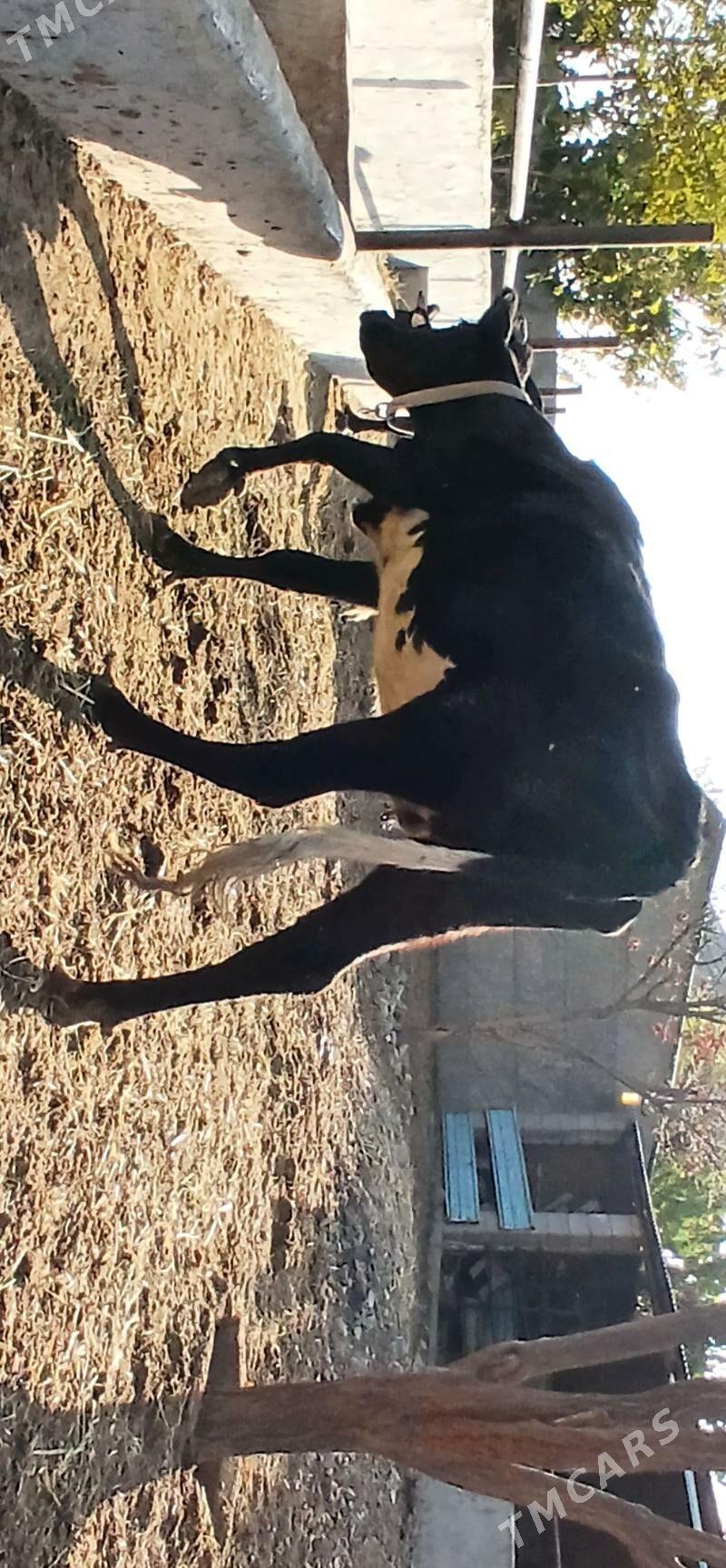 TÜWE - Herrikgala - img 7