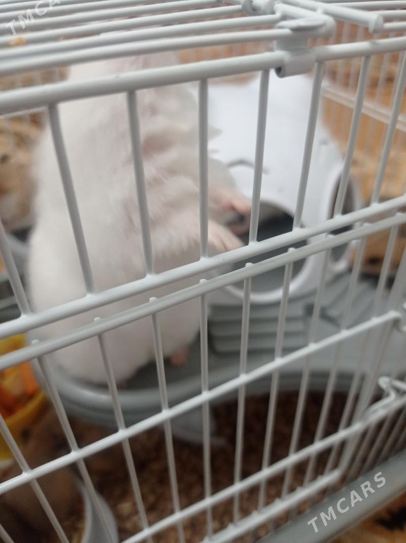 hemsir homyak - Türkmenabat - img 7