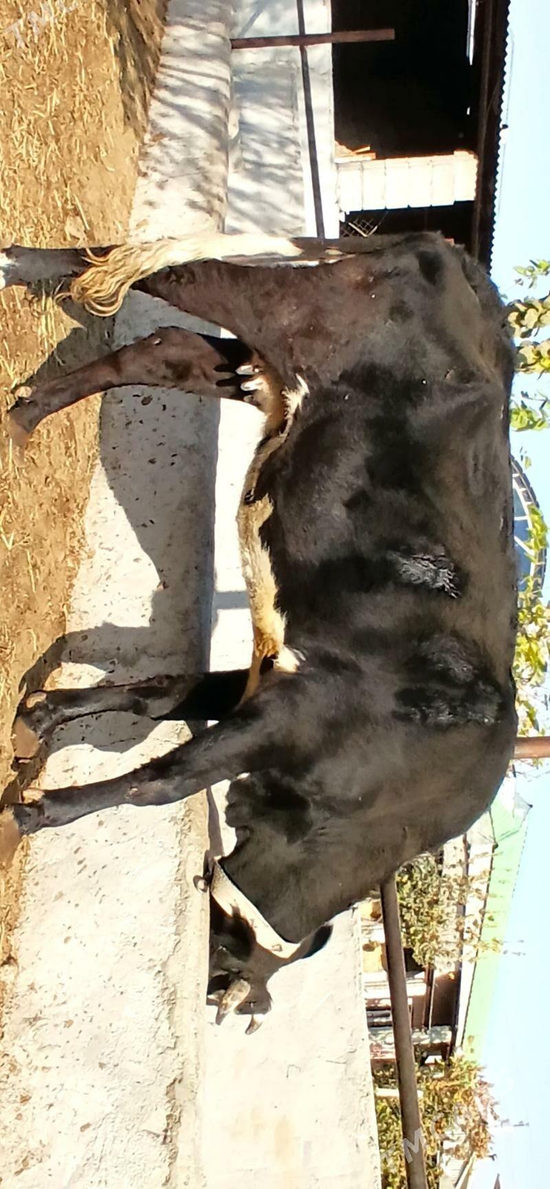 TÜWE - Herrikgala - img 5