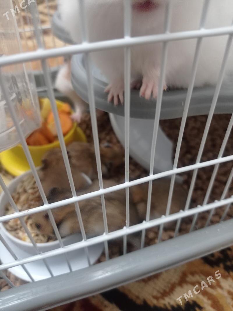 hemsir homyak - Türkmenabat - img 4