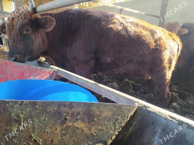 okuz - Мары - img 2