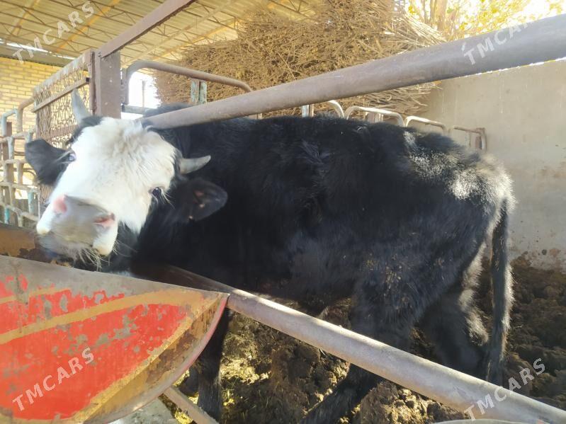 okuz - Мары - img 4