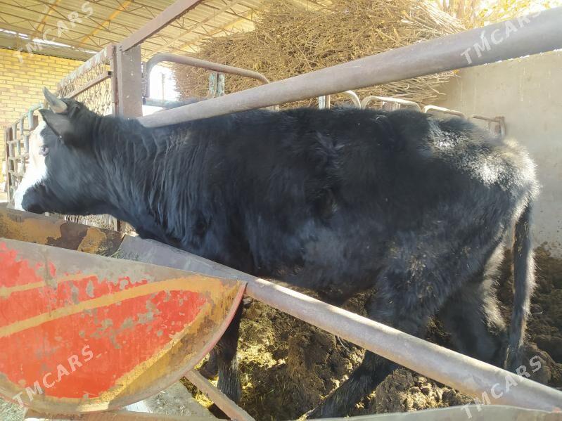 okuz - Мары - img 3