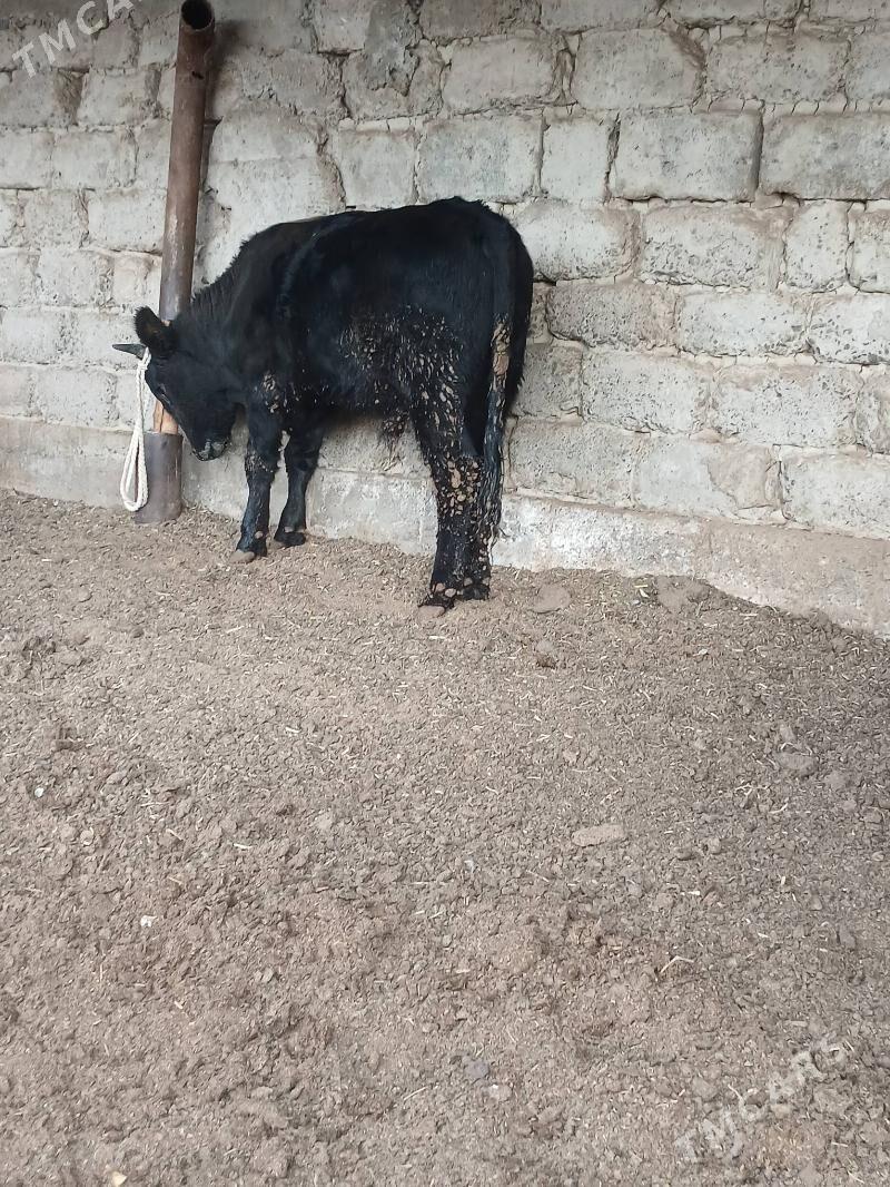 okuz - Ak bugdaý etraby - img 2