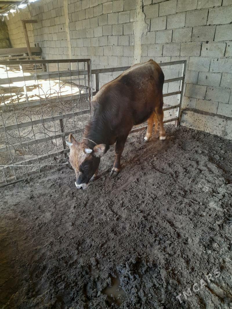 ökuz - Änew - img 3