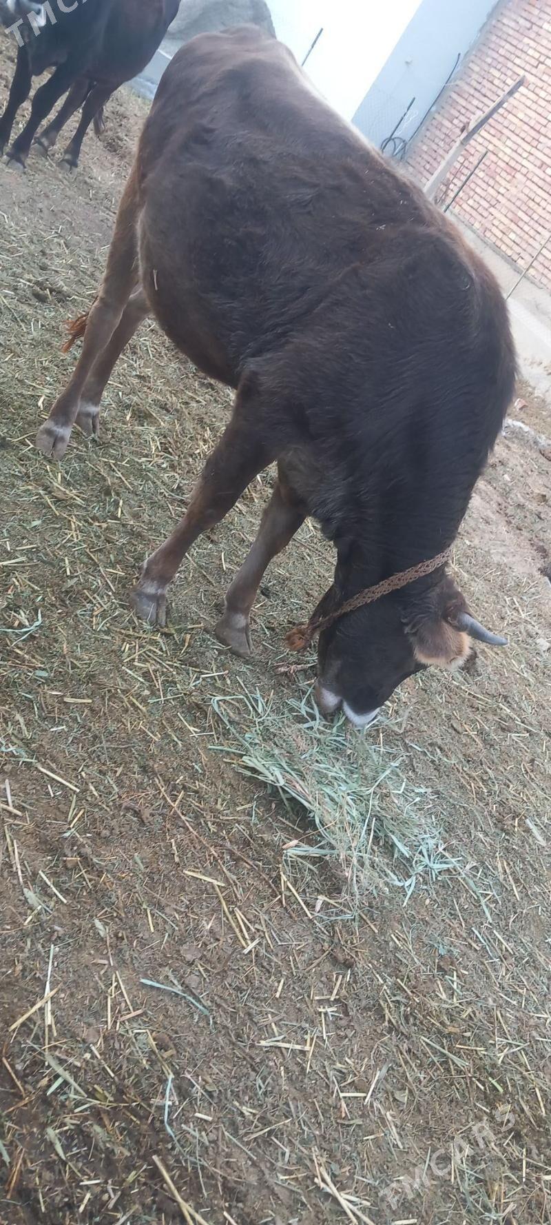 sygyr - Gökdepe - img 2