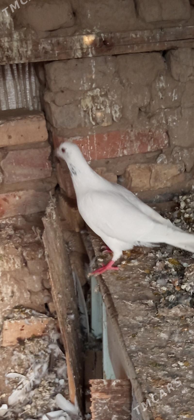 kepderi - Мары - img 2