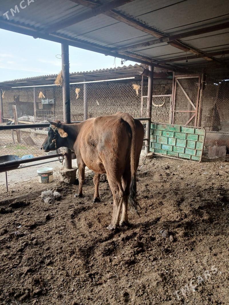 sygyr - Ак-Бугдайский этрап - img 2