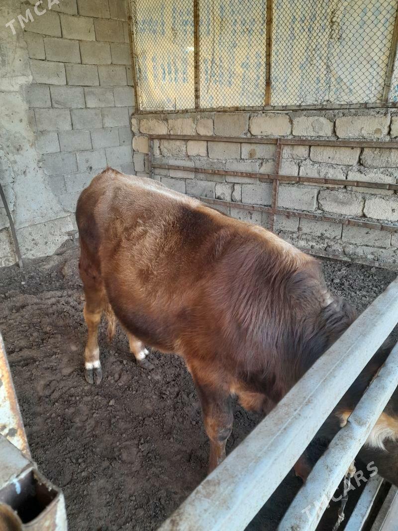 ökuz - Änew - img 7