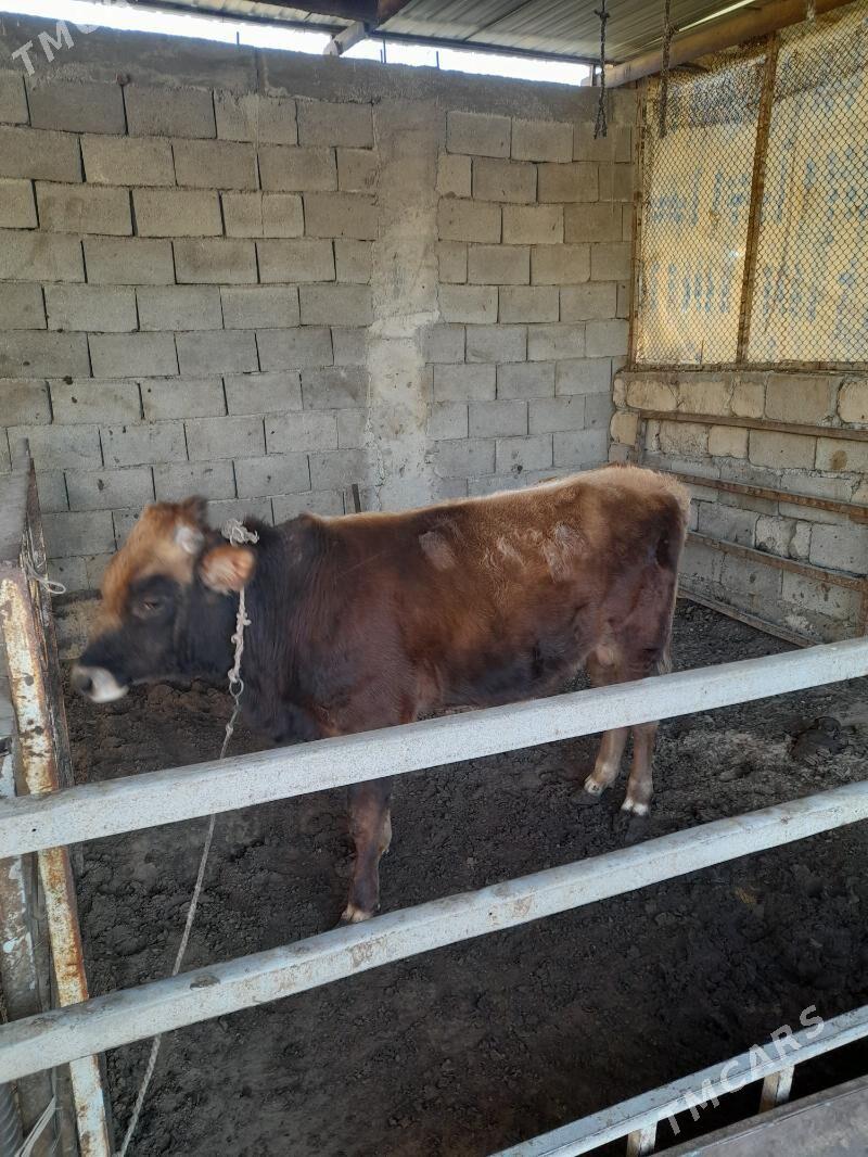 ökuz - Änew - img 4