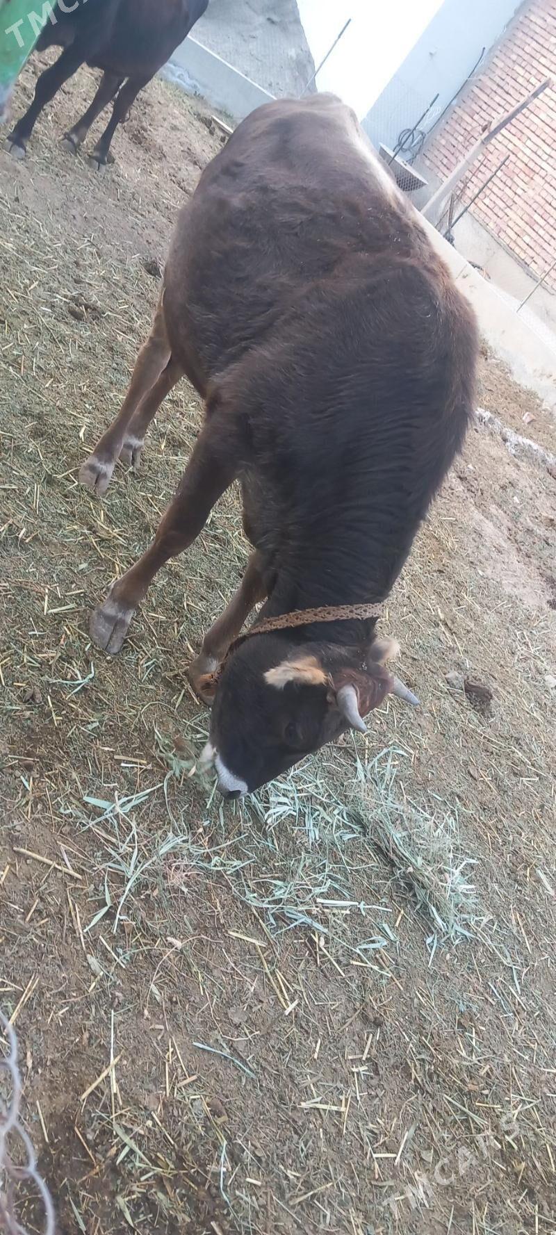 sygyr - Gökdepe - img 1