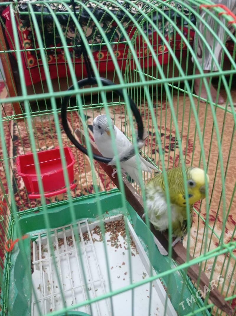 popugay - Türkmenabat - img 1