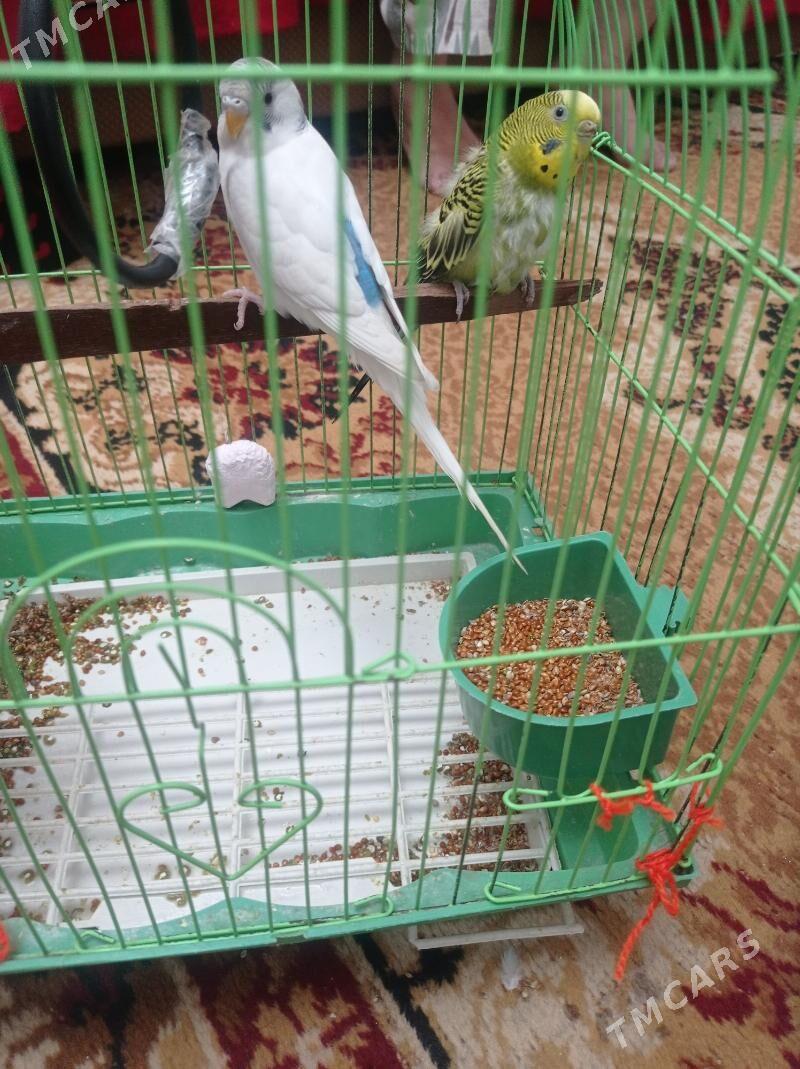 popugay - Türkmenabat - img 3