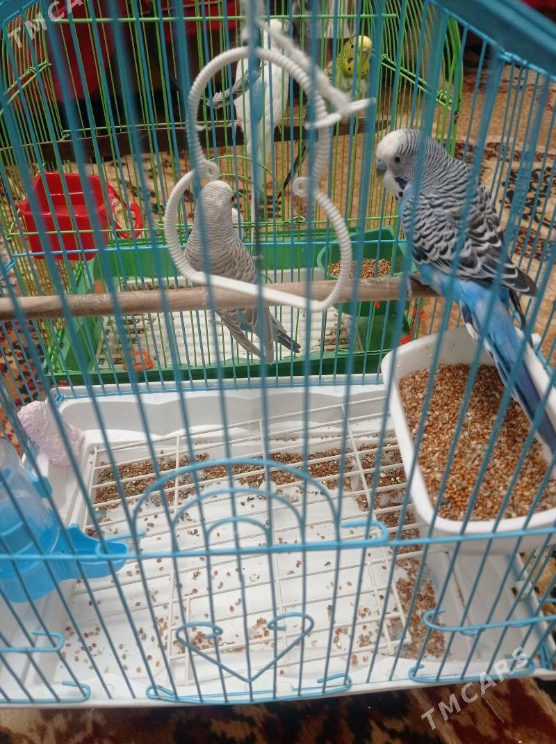 popugay - Türkmenabat - img 5