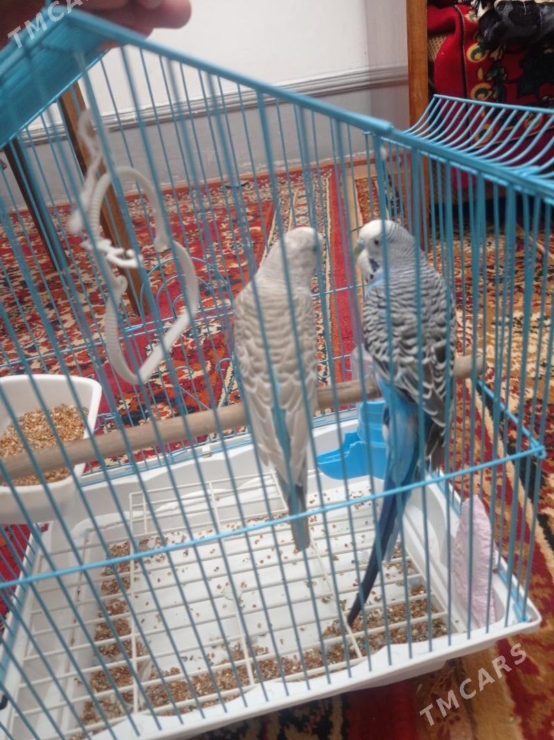 popugay - Türkmenabat - img 4