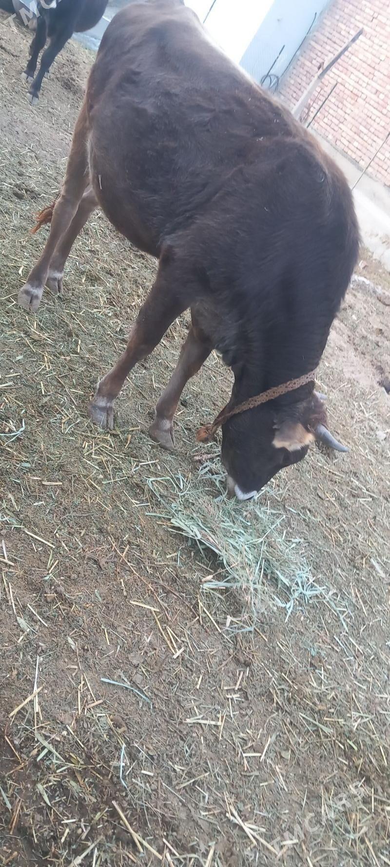 sygyr - Gökdepe - img 3