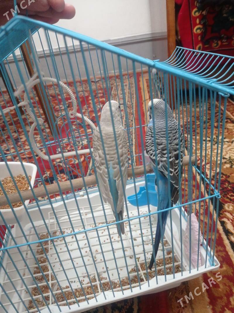 popugay - Türkmenabat - img 2