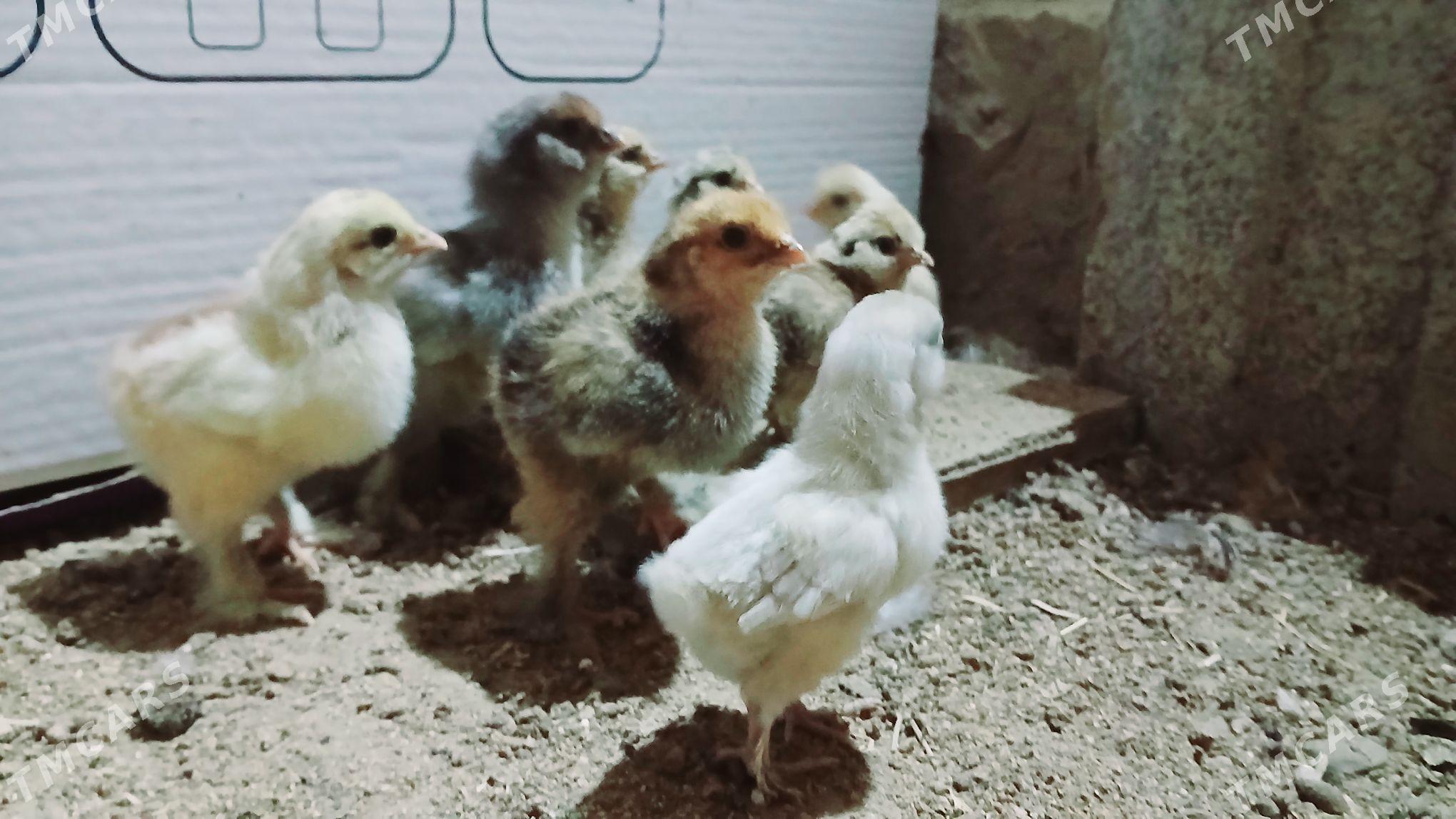 karlik brama juje - Бахарден - img 9