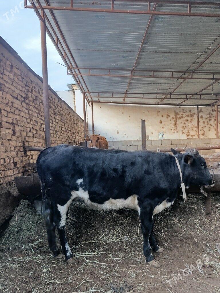 tuwe - Aşgabat - img 3