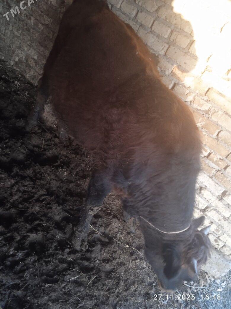 Öküz - Dänew - img 2