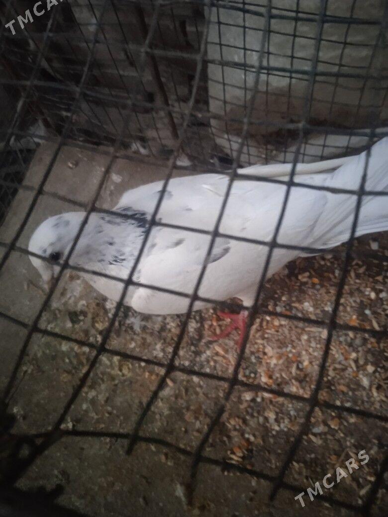 kepder - Türkmenabat - img 4