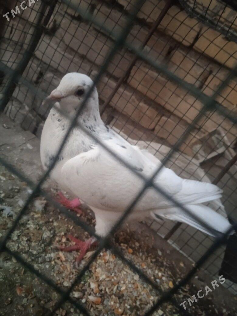 kepder - Türkmenabat - img 1