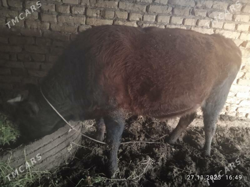 Öküz - Dänew - img 4