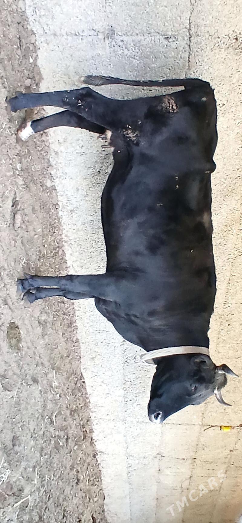 ÇORNY PIÝOSTYR SYGYR - Херрикгала - img 5