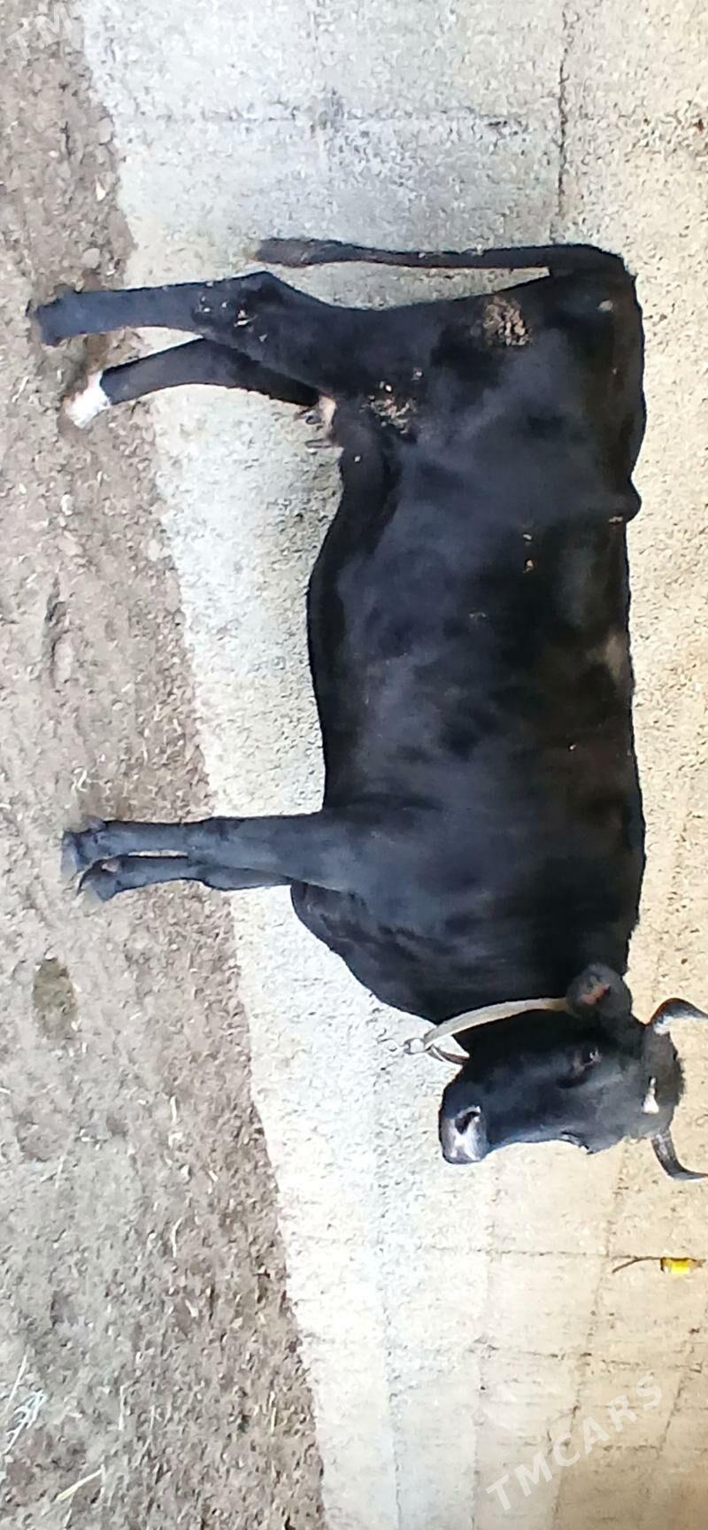 ÇORNY PIÝOSTYR SYGYR - Херрикгала - img 8