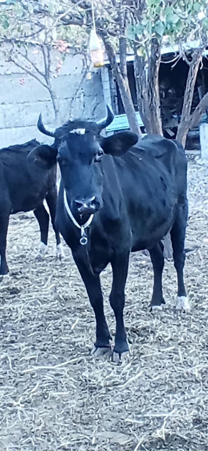 ÇORNY PIÝOSTYR SYGYR - Херрикгала - img 4