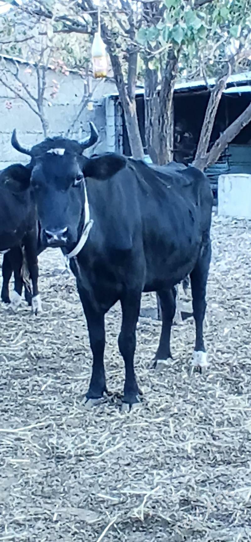 ÇORNY PIÝOSTYR SYGYR - Херрикгала - img 2