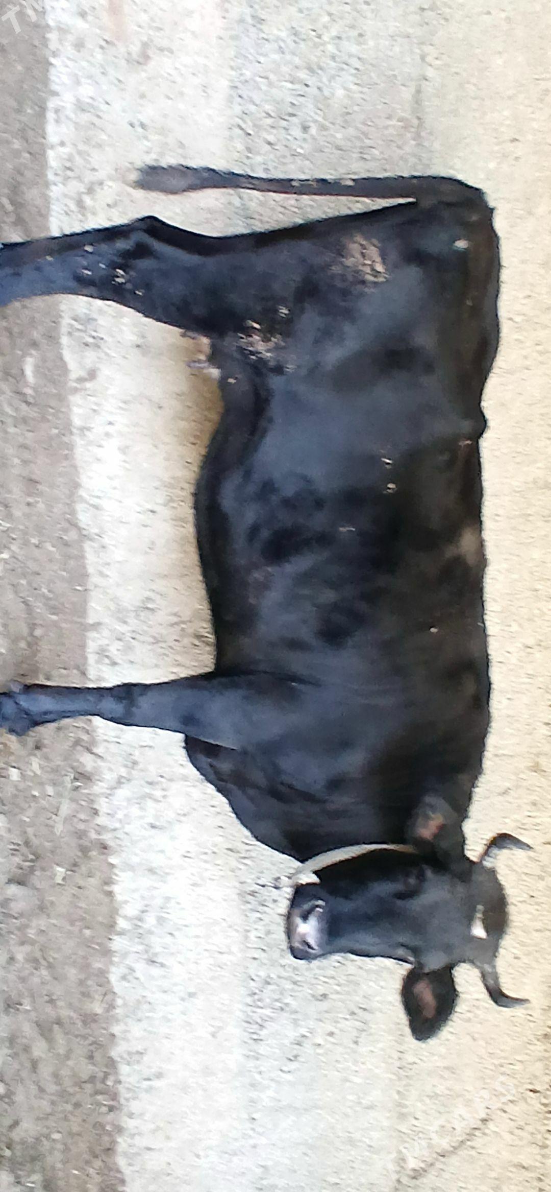 ÇORNY PIÝOSTYR SYGYR - Херрикгала - img 6