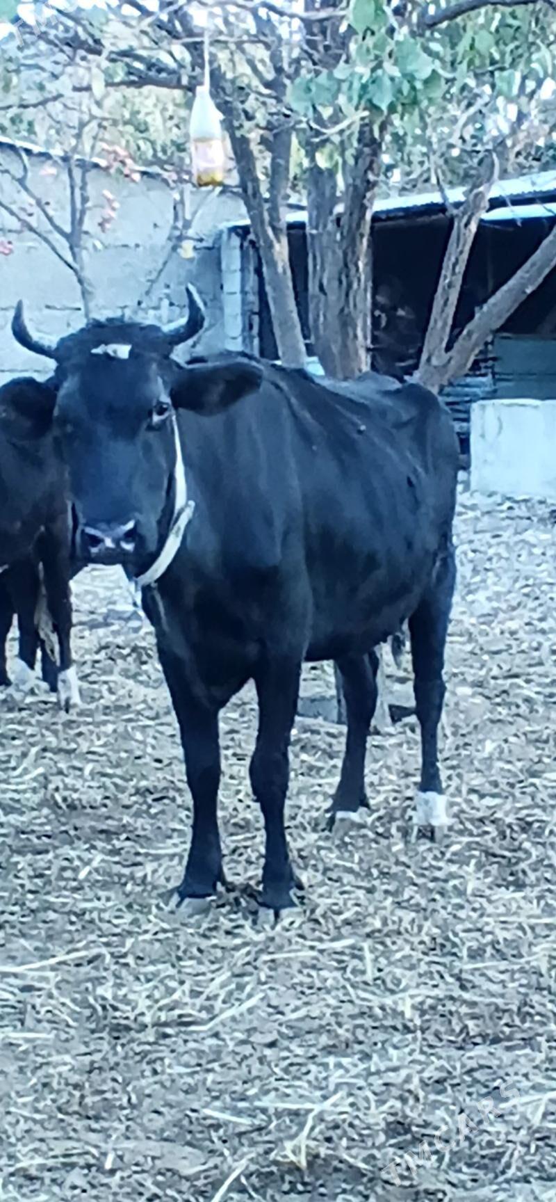 ÇORNY PIÝOSTYR SYGYR - Херрикгала - img 1