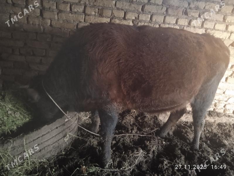 Öküz - Dänew - img 3