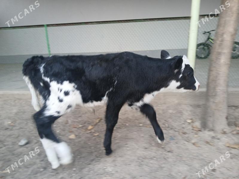 Okuzce - Aşgabat - img 2