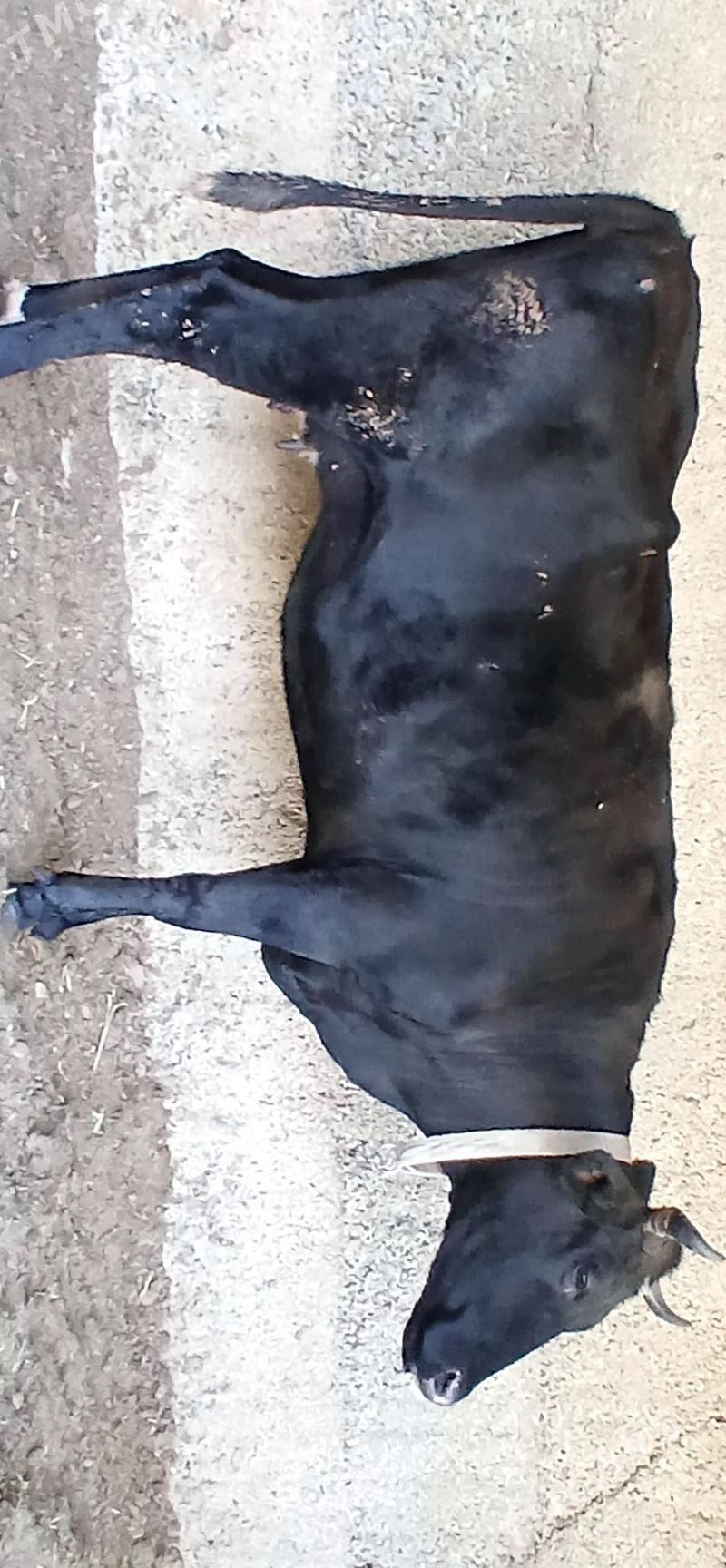 ÇORNY PIÝOSTYR SYGYR - Херрикгала - img 7