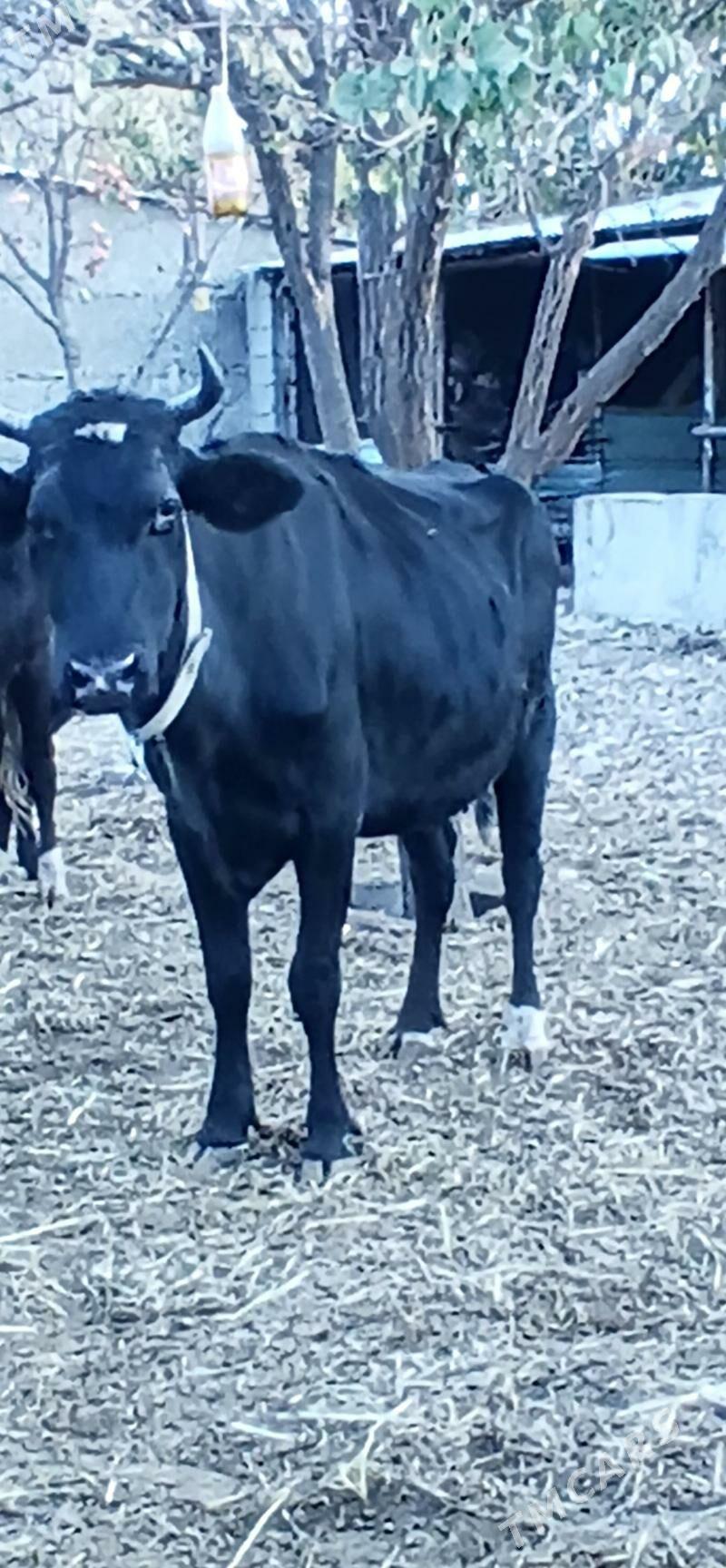 ÇORNY PIÝOSTYR SYGYR - Херрикгала - img 3