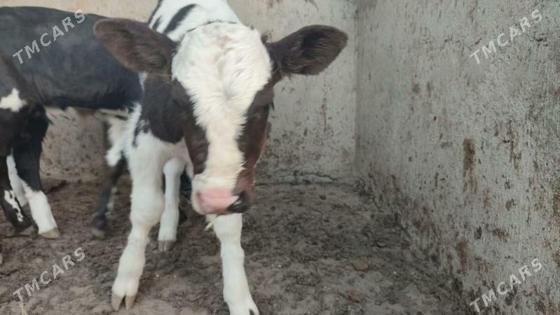 gole okiz - Büzmeýin - img 2