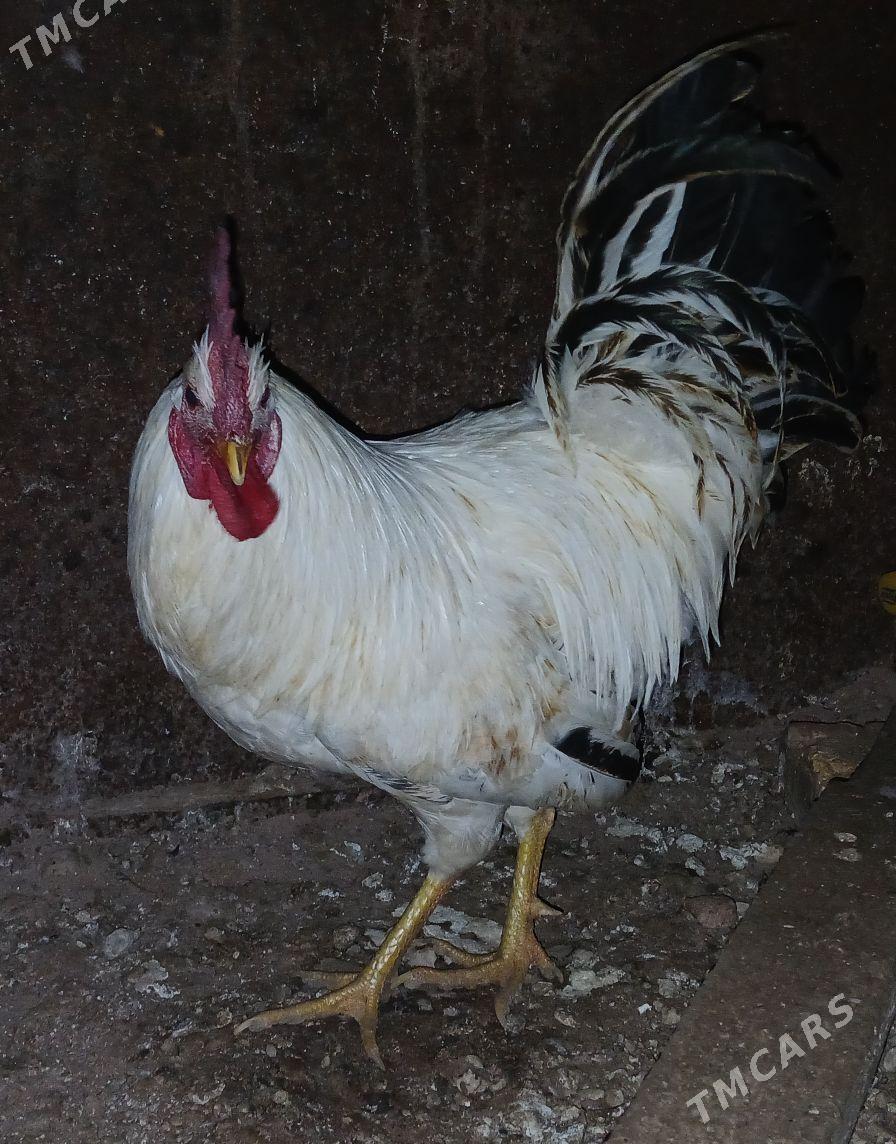 Horaz - Туркменбаши - img 3