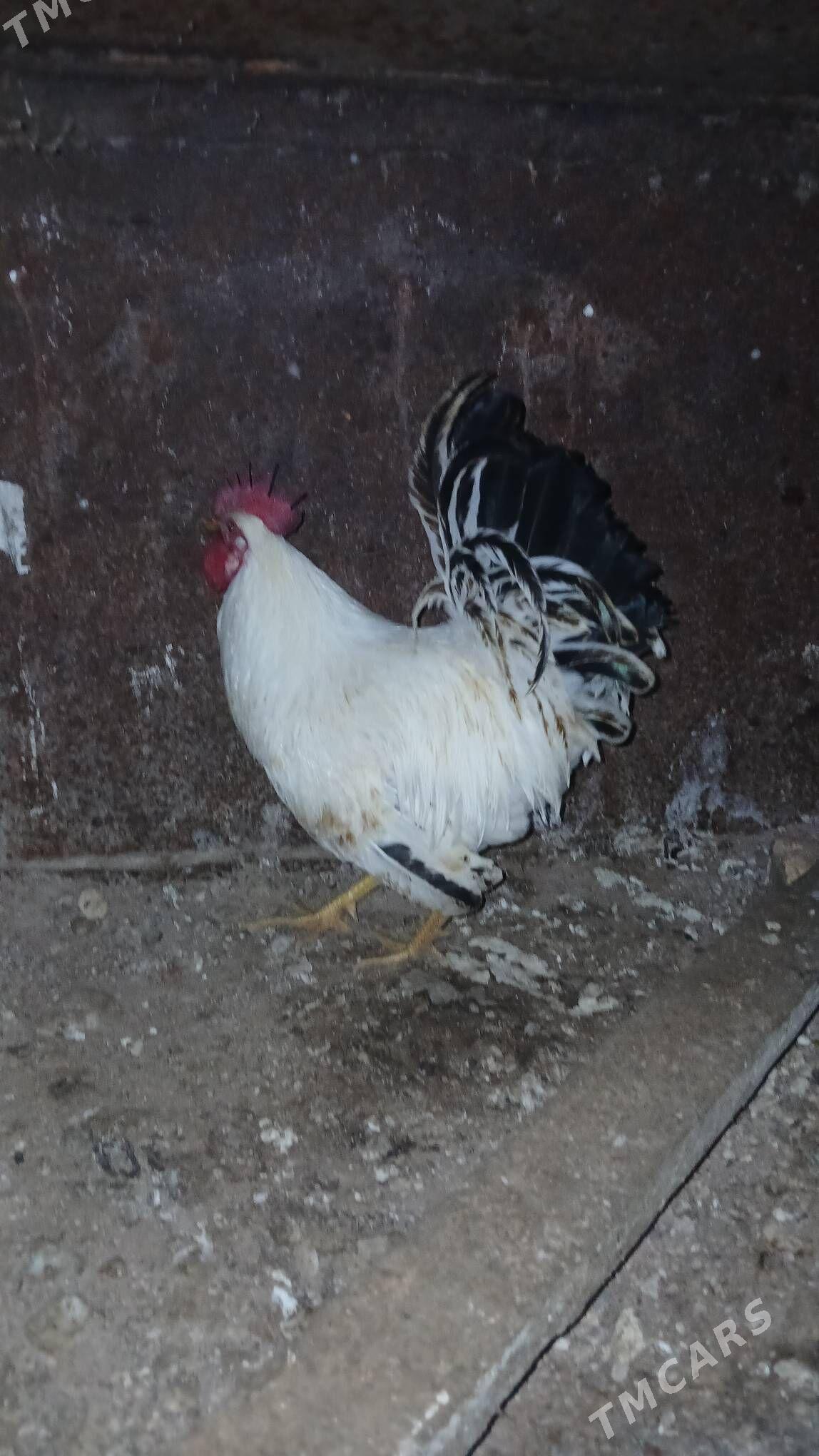 Horaz - Туркменбаши - img 2